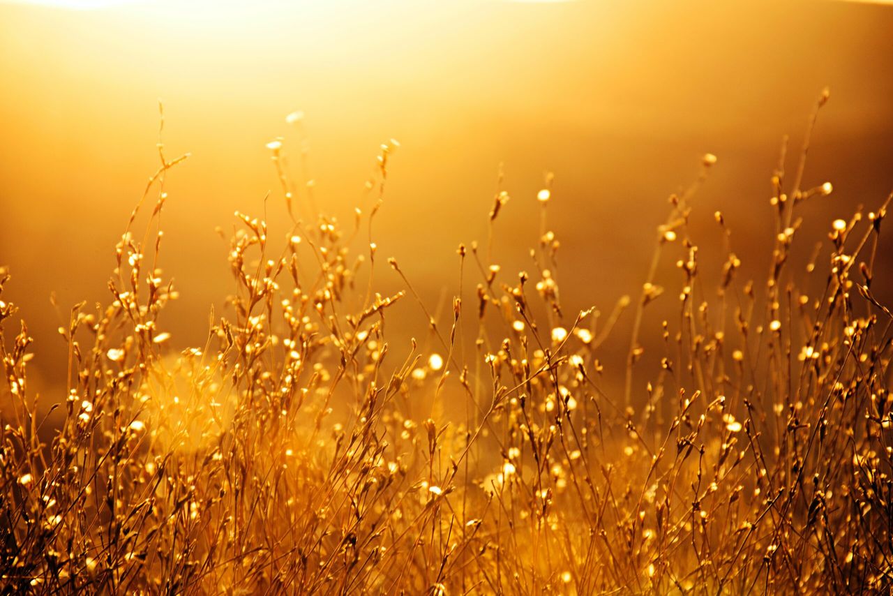 Report finds 2022 the fifth warmest year ever recorded