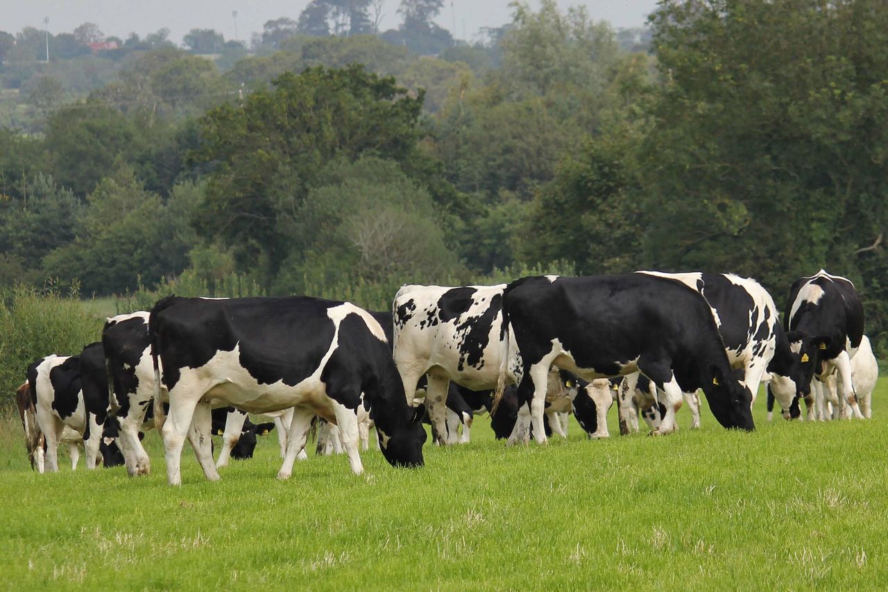 What does it actually cost to rear a dairy heifer and when will she pay you back?