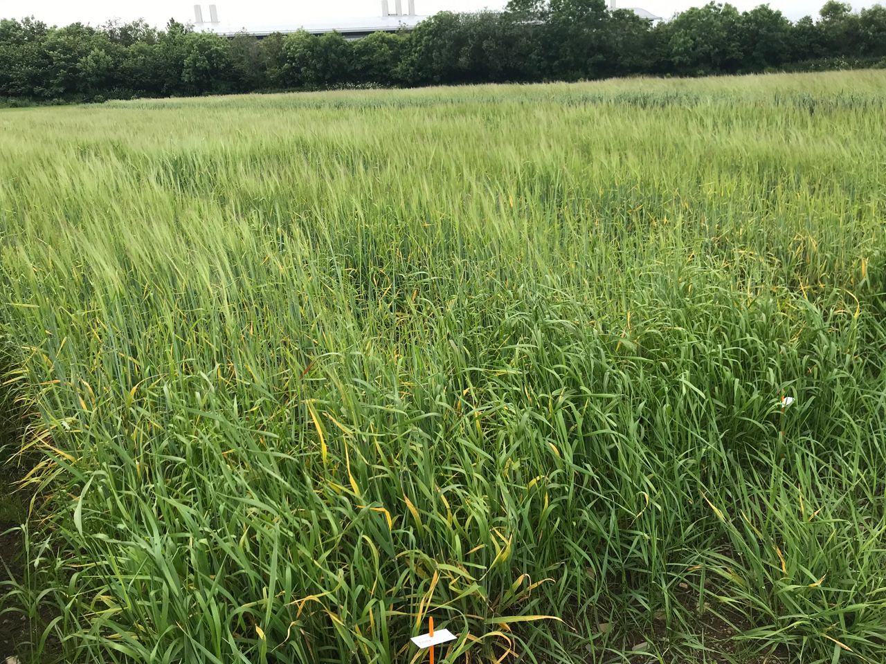 What to look out for when selecting a spring barley variety in 2025