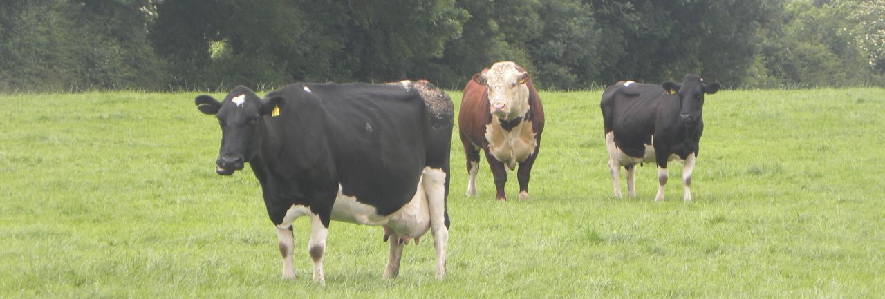 Breeding: Bull management at turn-out with cows