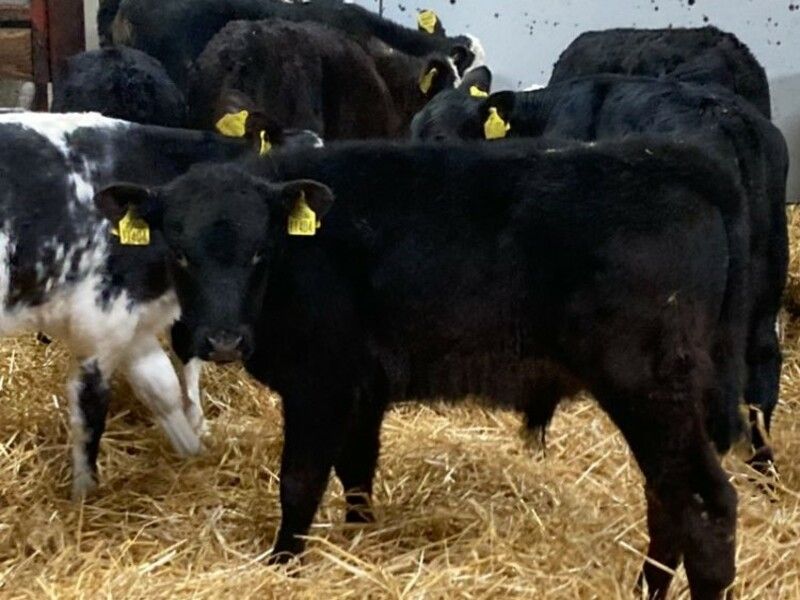 Gardaí investigating eight stolen calves in Roscommon