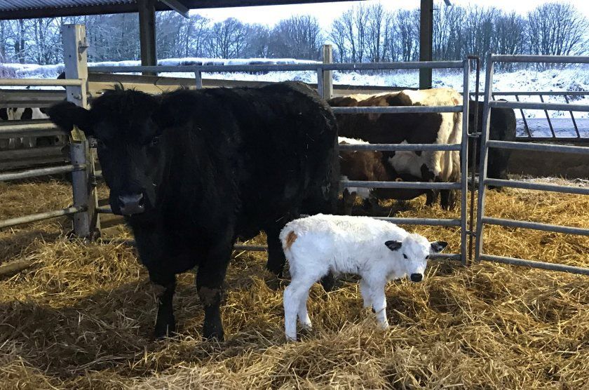Successful embryo transfer gives hope for one of the UK's rarest semi-wild cattle breeds