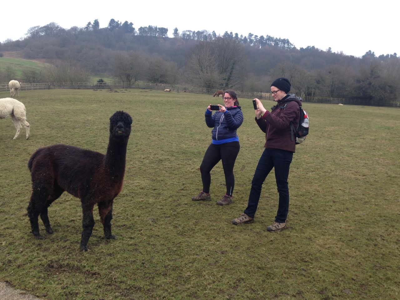 Llamas on the loose cause havoc with traffic