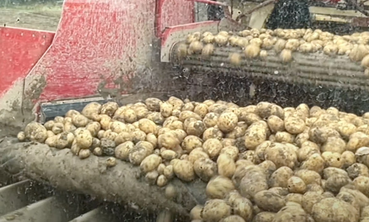 Watch: How is the 2024 potato harvest going?