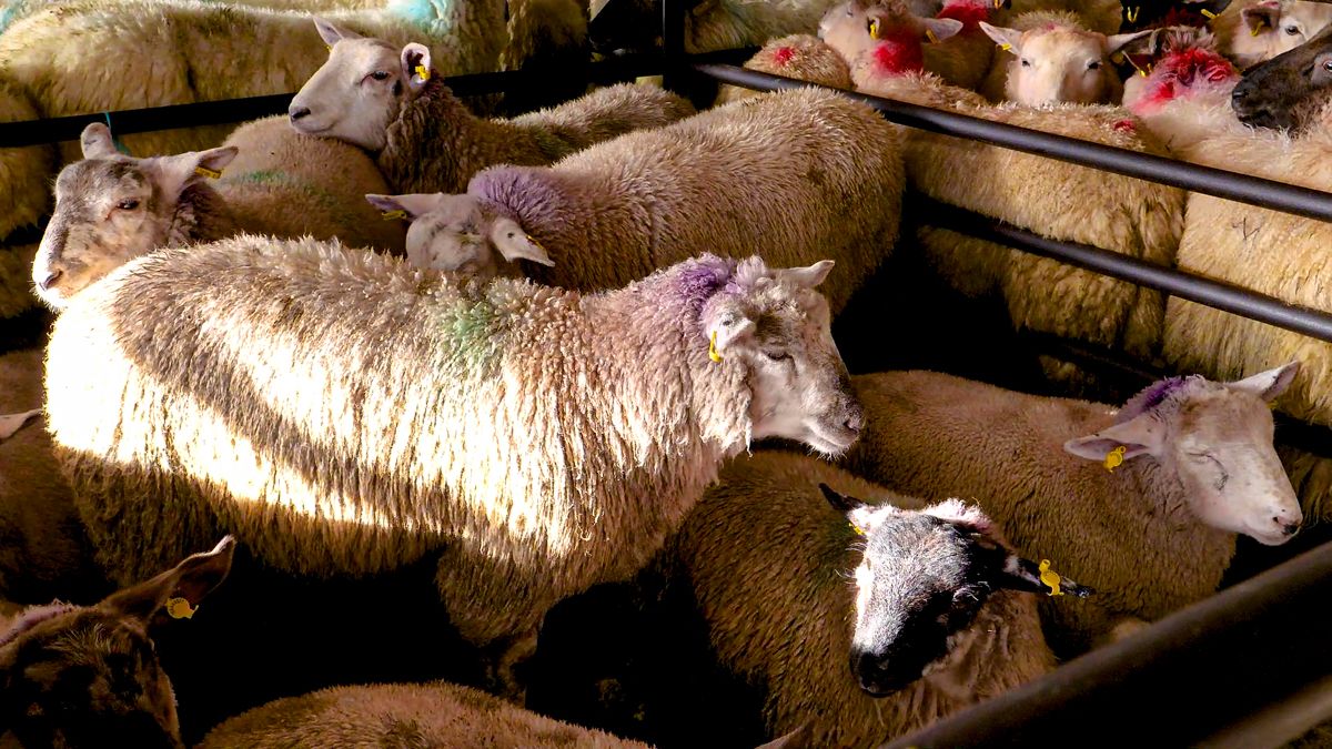 Sheep trade: Up to €8/kg available for lambs this week