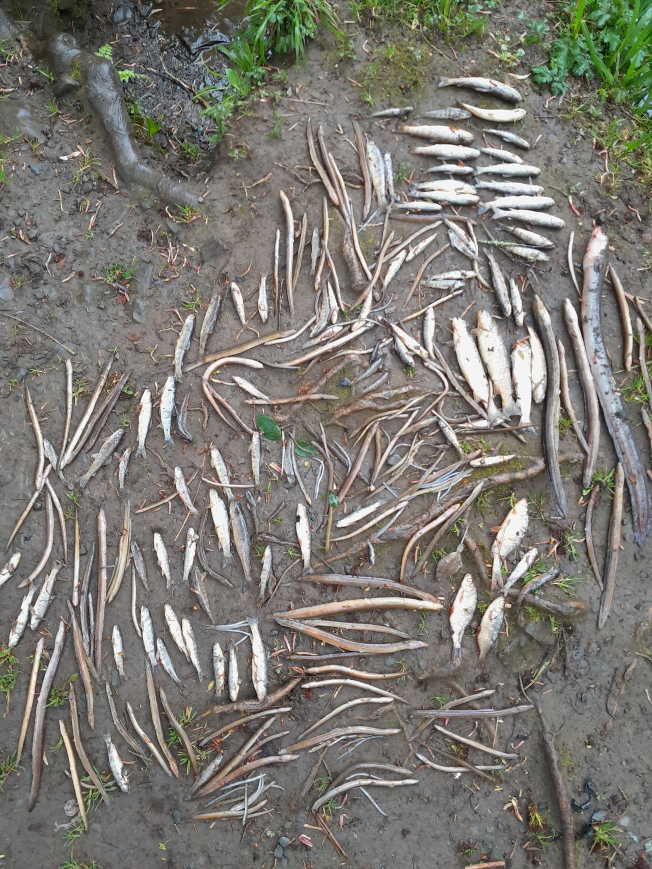 Source: Inland Fisheries Ireland