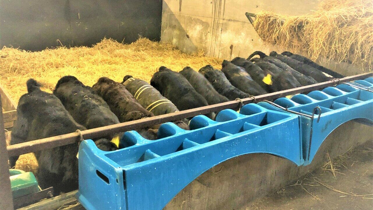 Tips on milk powder, meal and fibre for rearing young calves