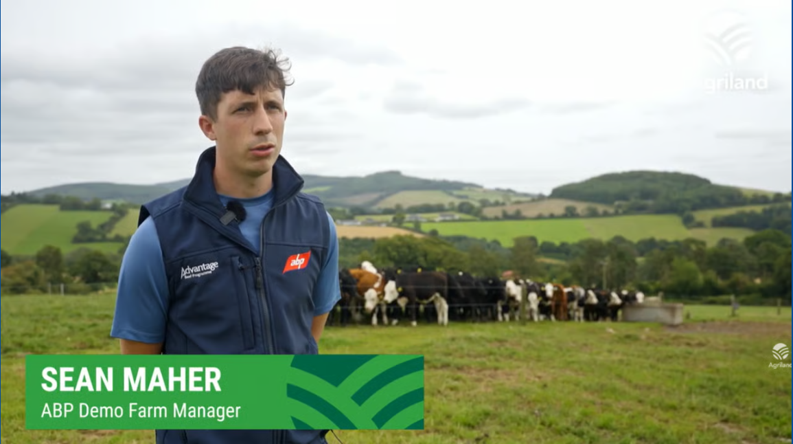 ABP Demo Farm review of carcass weights, grades and calf growth