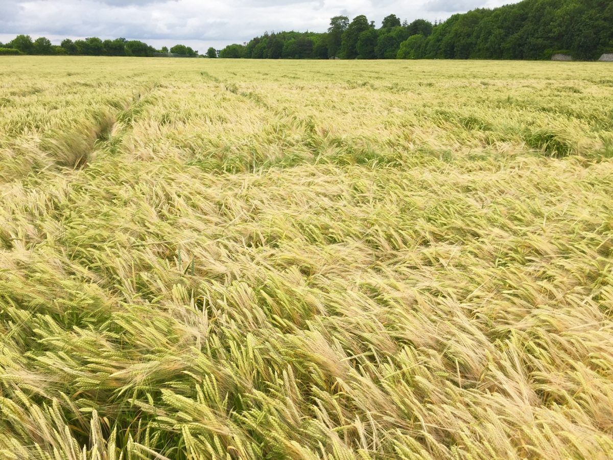 Tillage farmers facing negative returns on many crops this year