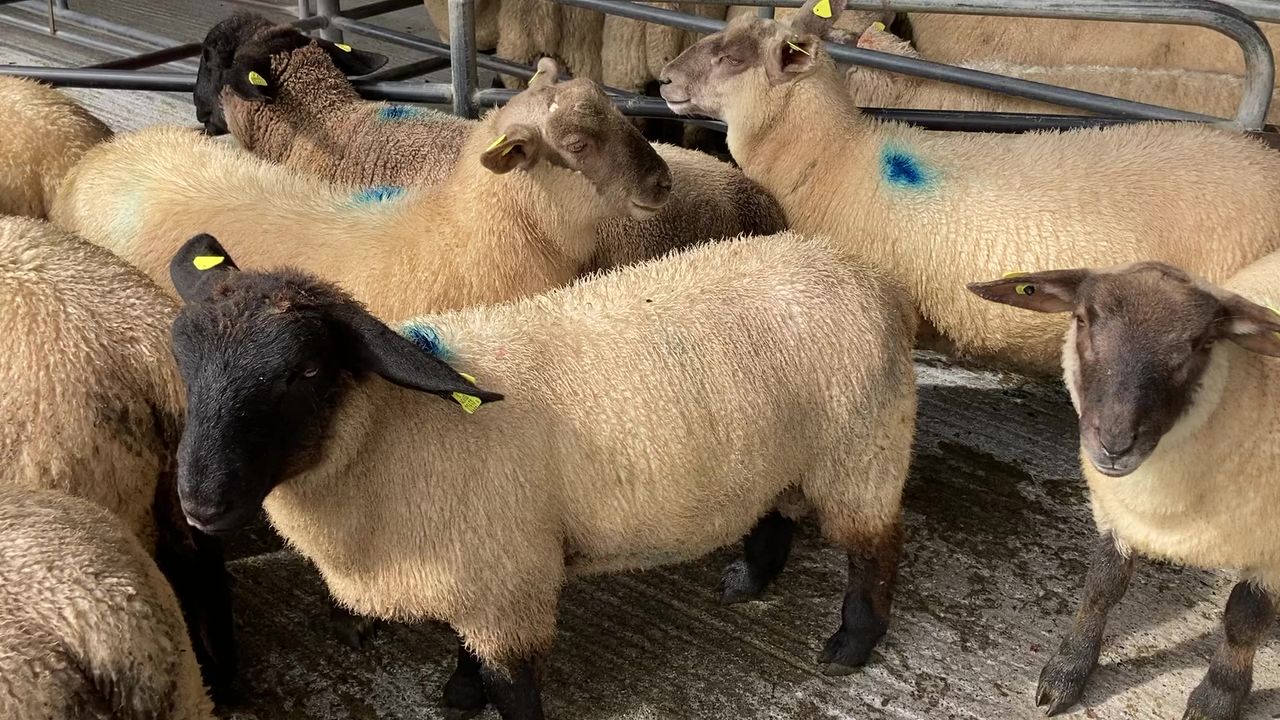 Sheep kill: Over 50,000 less lambs processed compared to this time last year