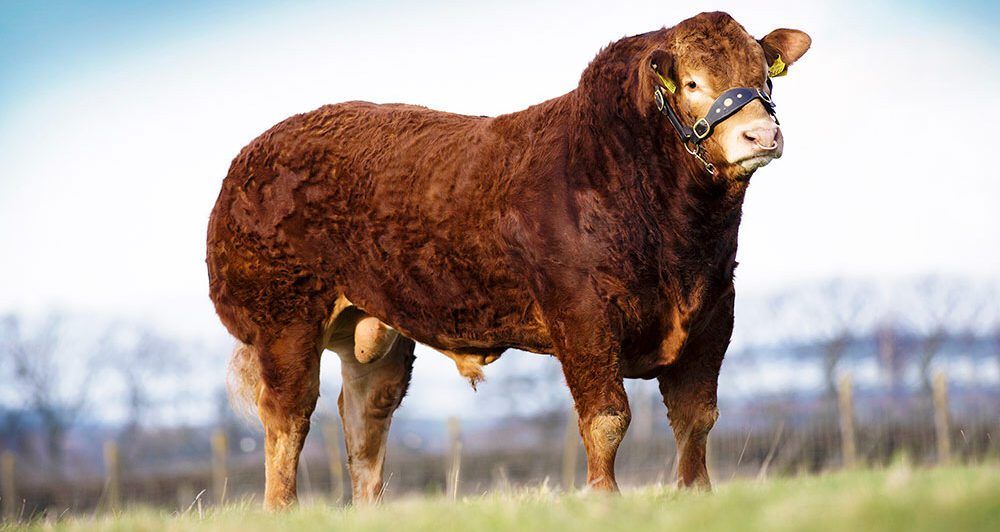 Limousin society enters into negotiations with the ICBF