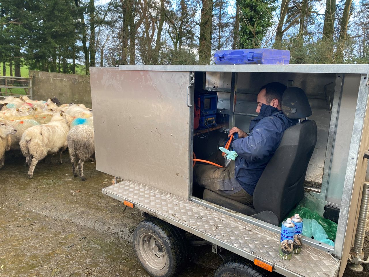 Early-lambing flocks scanning  poor but mid-season 'much better'