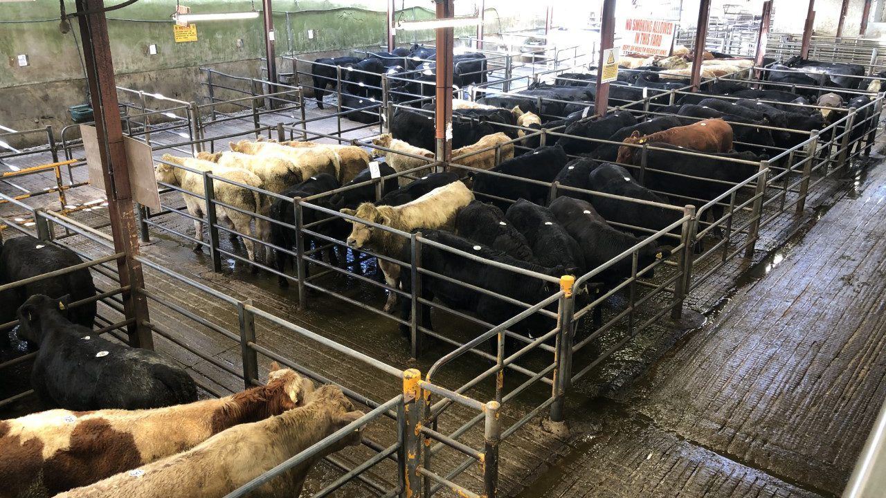 Lighter-type bullocks clear €4/kg at Headford Mart