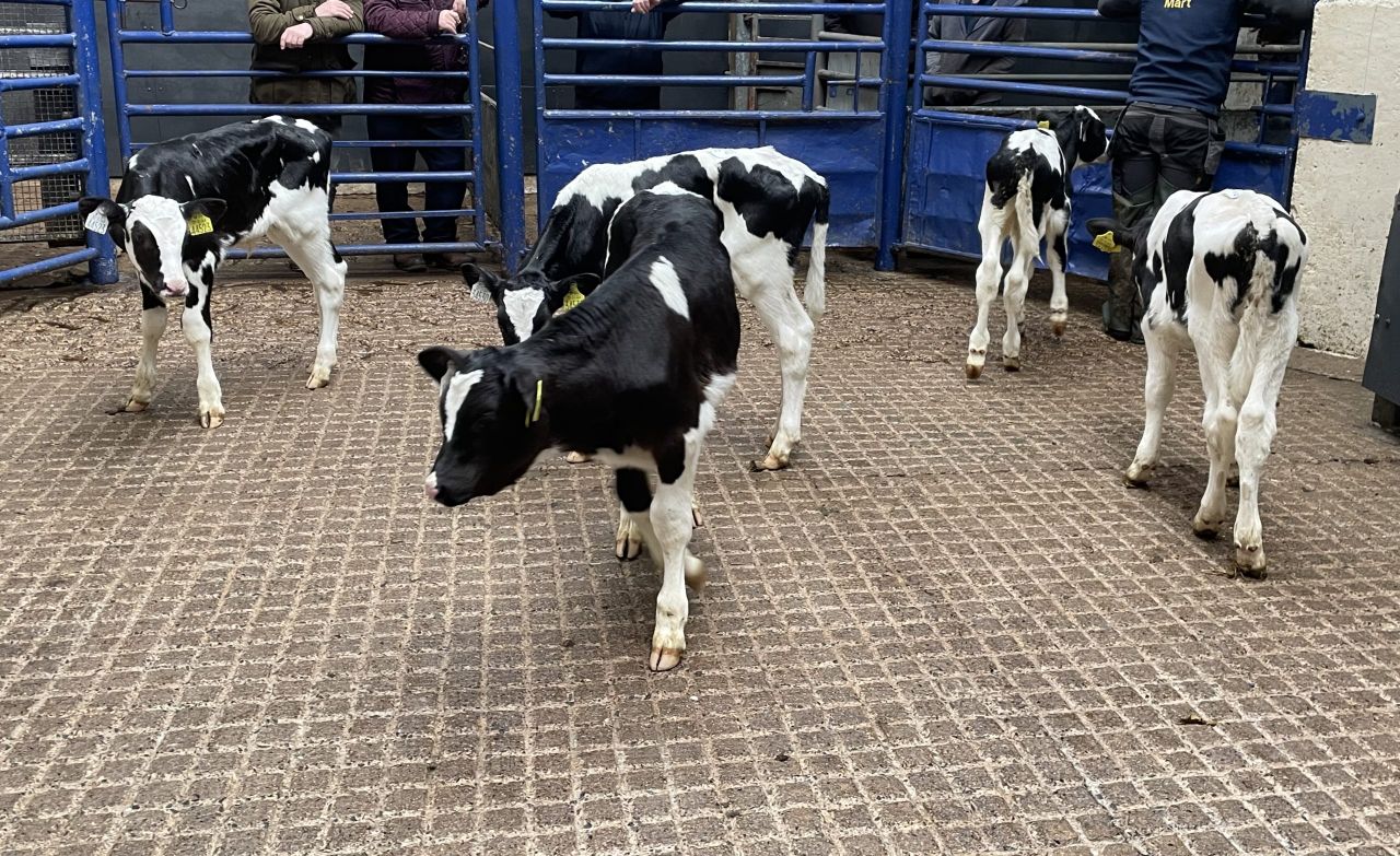 Calf trade: See latest average and sample calf prices paid