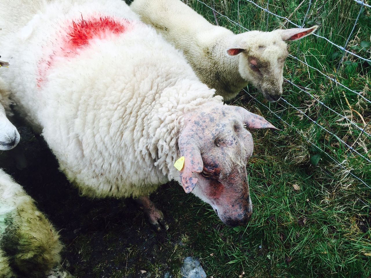 Little movement in lamb price as factories expect stronger supplies this week