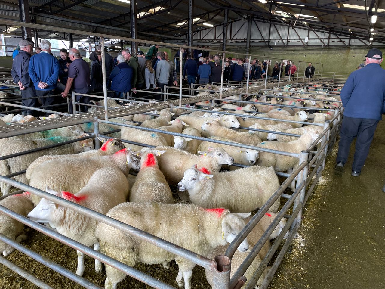 'Good' trade for store lambs at Ballina Mart