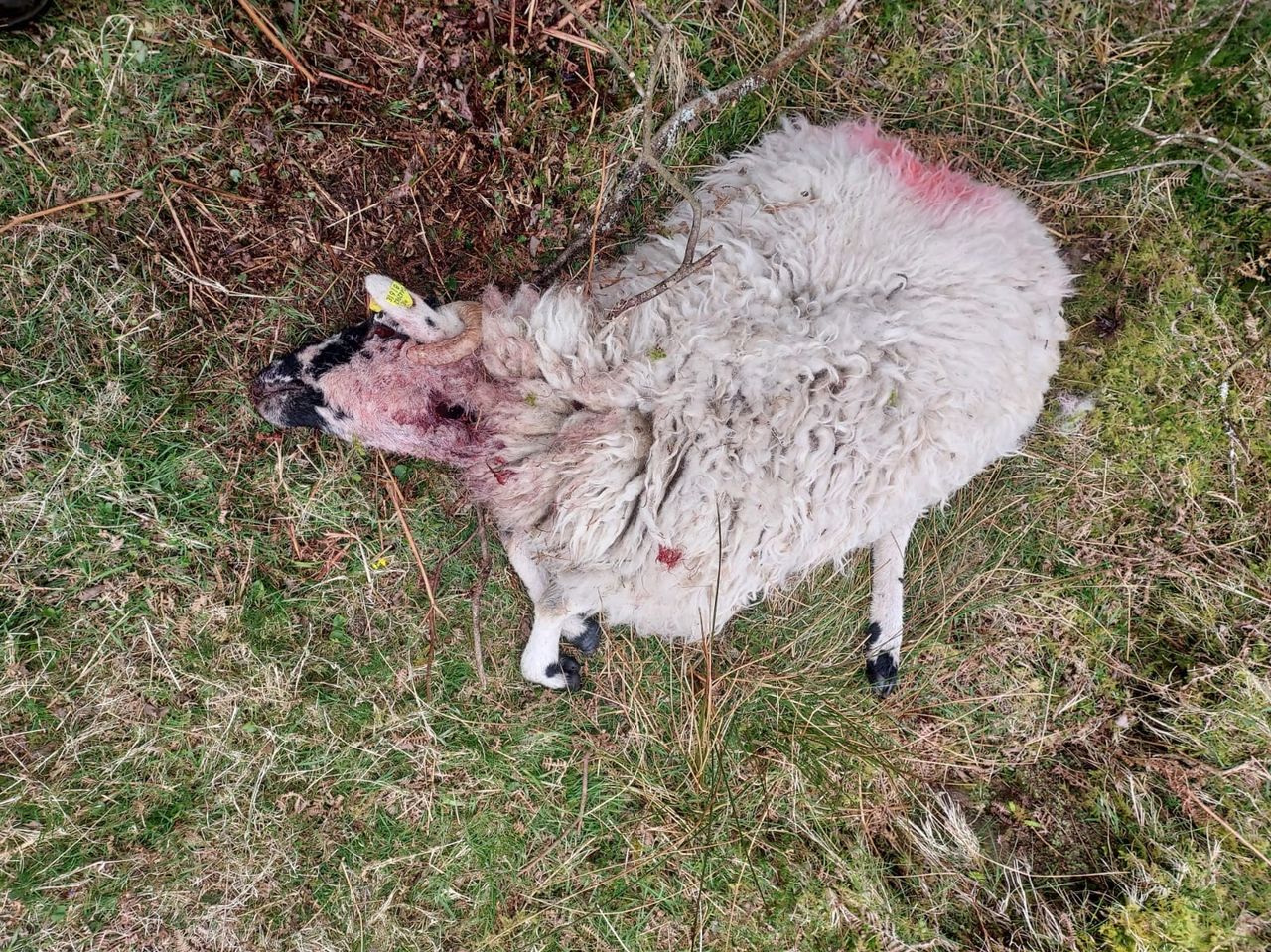 Gardaí launch investigation into death of sheep in Kerry
