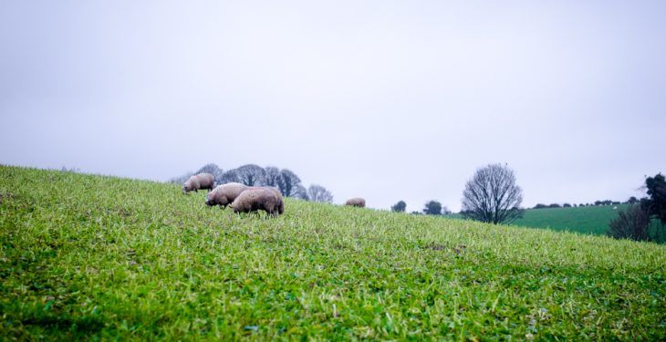 Achieving maximum utilisation of forage crops with sheep
