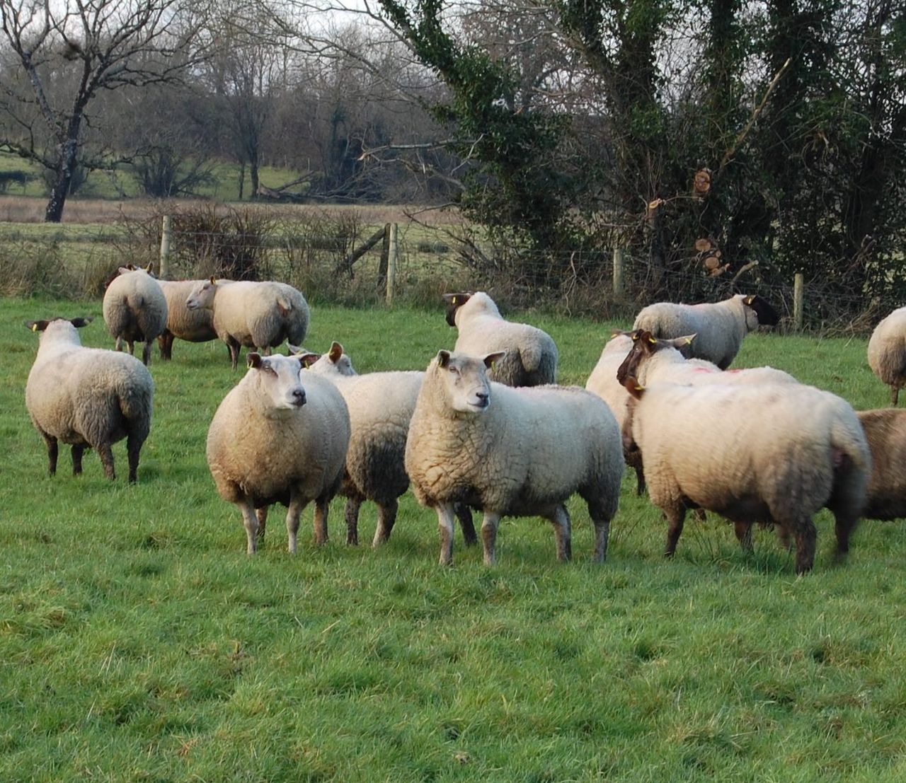 'Impossible' for farmers to complete GLAS watercourse fencing requirement