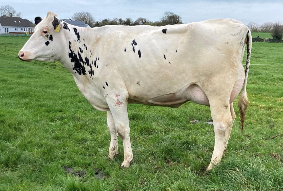 Dispersal sale of Ballycannon dairy herd; includes highly-rated cows