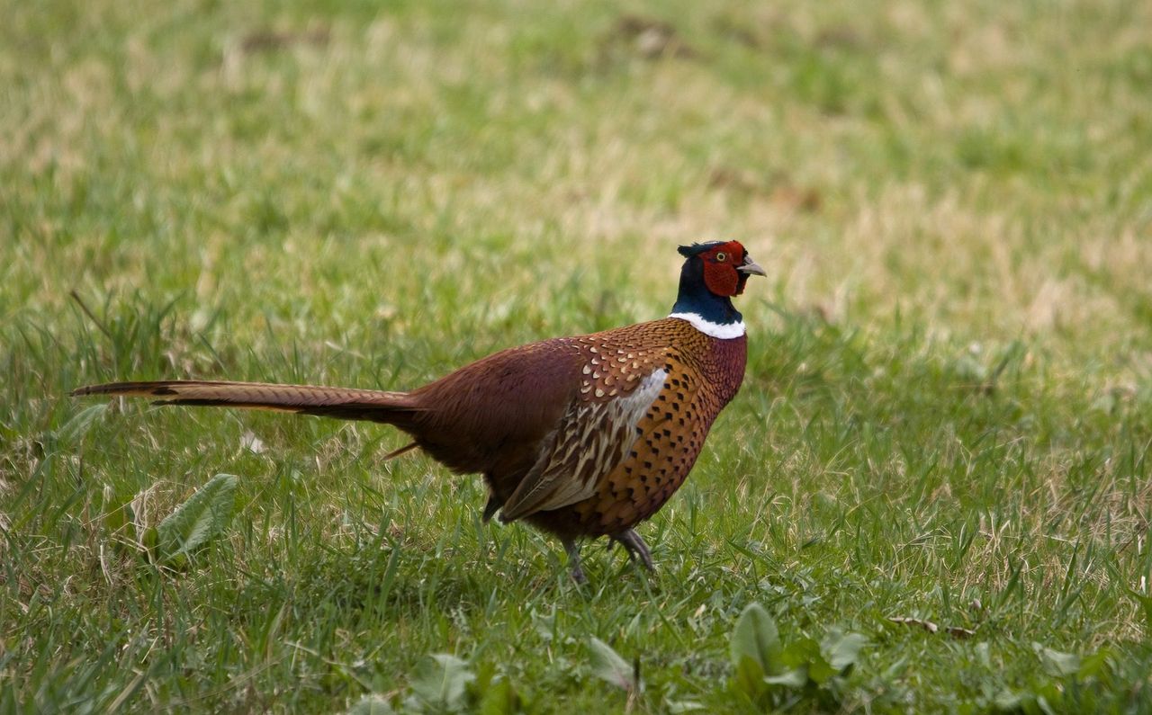 More ticks carrying Lyme disease bacteria in pheasant areas - study