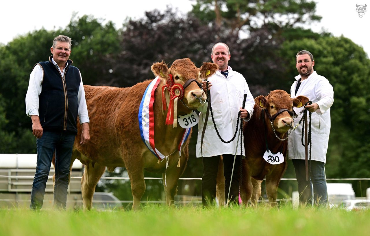 Results: NI Limousin Championships at Antrim Show