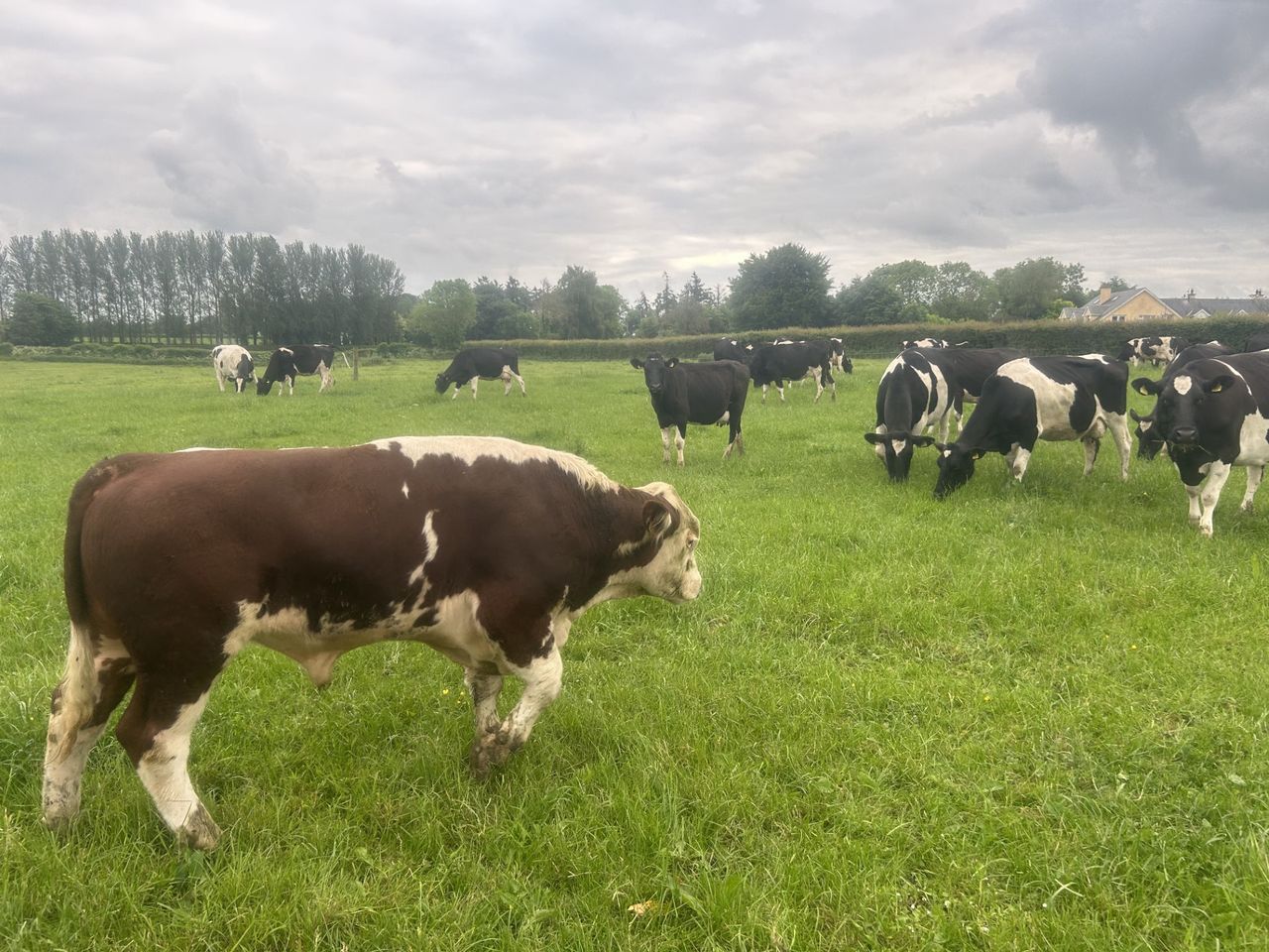 Getting the stock bull ready for breeding
