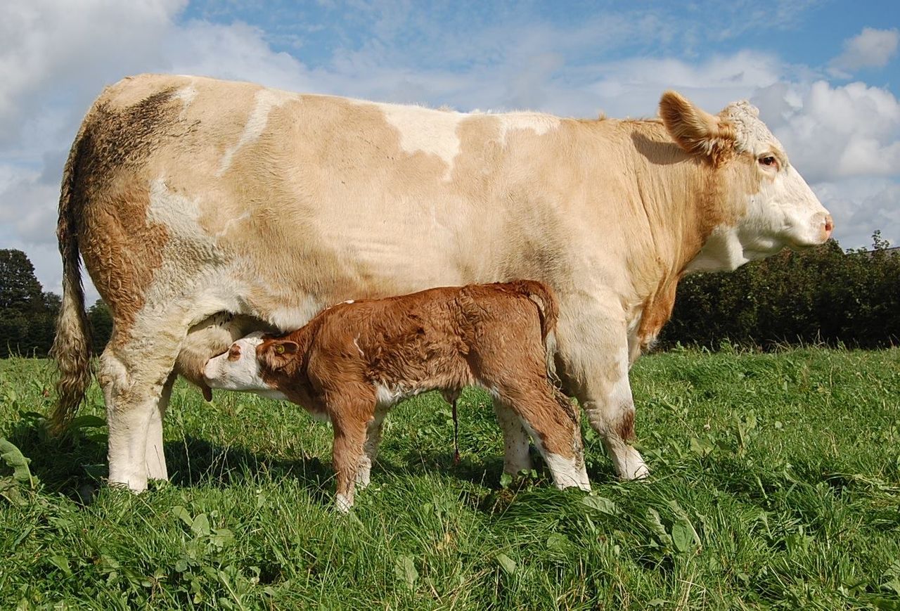 Genomics booklet to be launched by Progressive Genetics at Ploughing