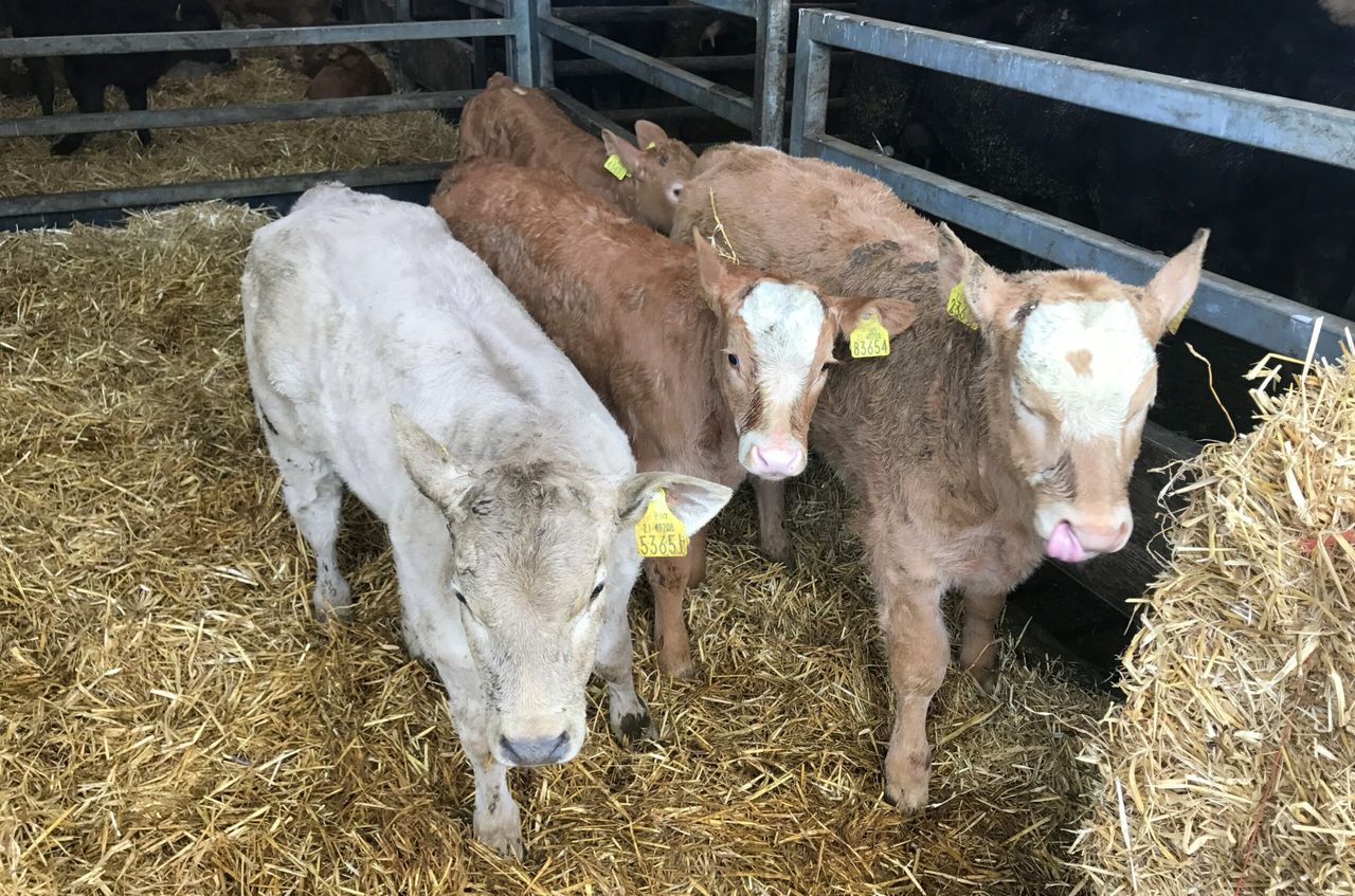 Beef calf registrations fall by over 15,000 head on 2017 levels