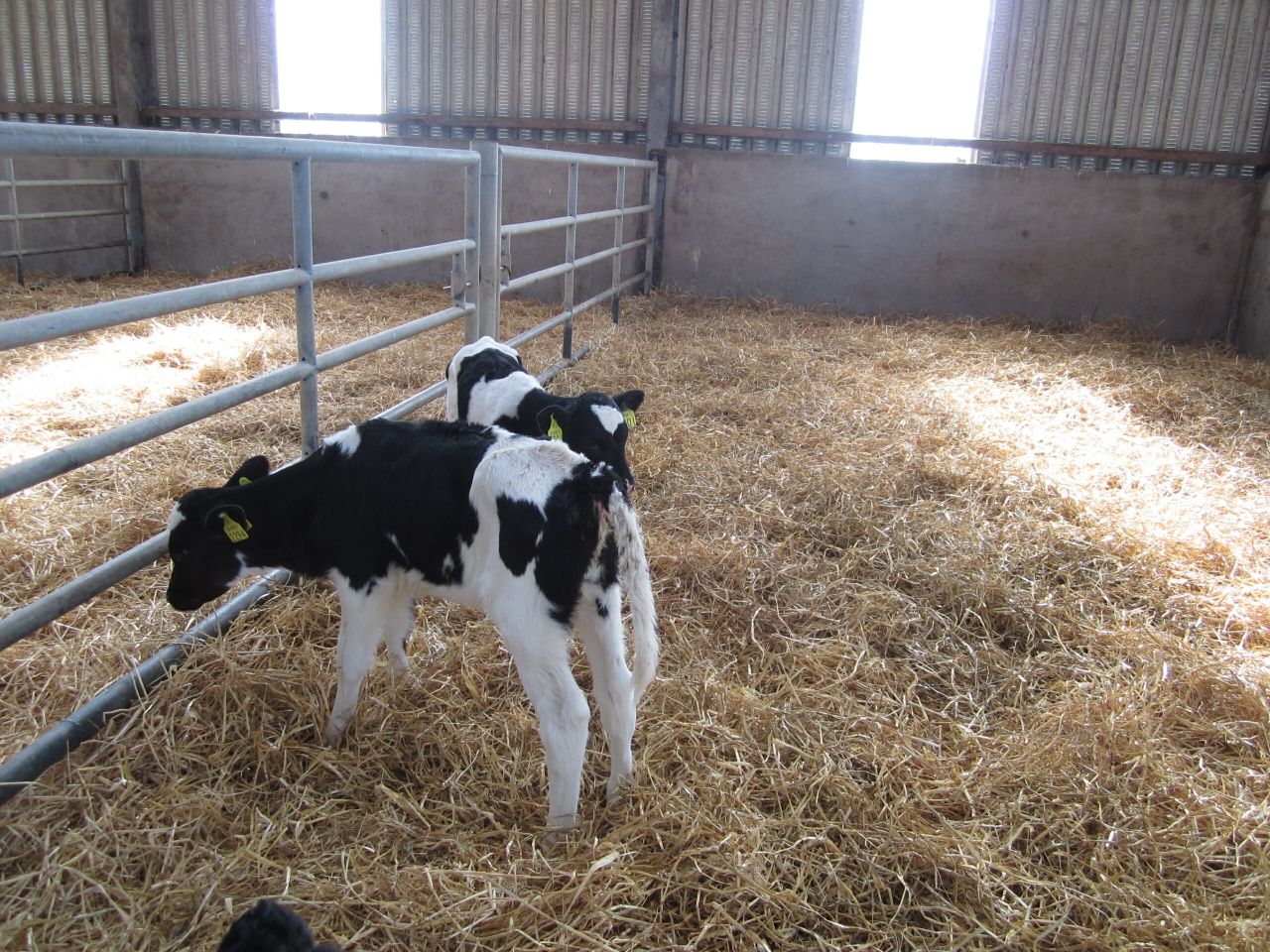 Coveney announces increased funding of €260,000 for Johne's Disease