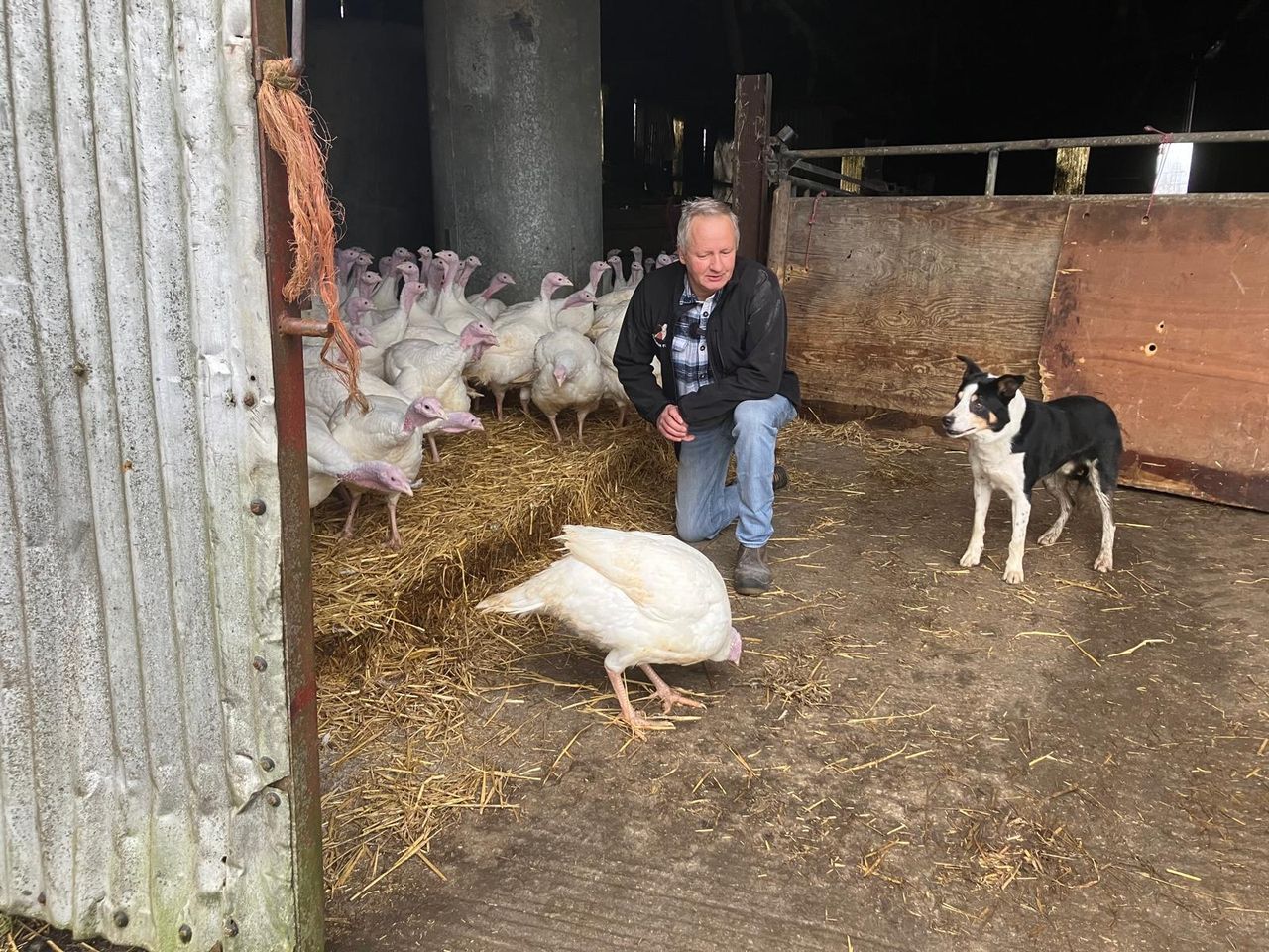 Watch: Turkey farming in the lead up to the busiest time of year