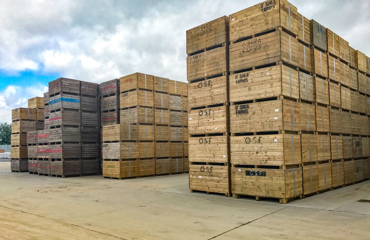 Less than 20% of potato crop left to be harvested