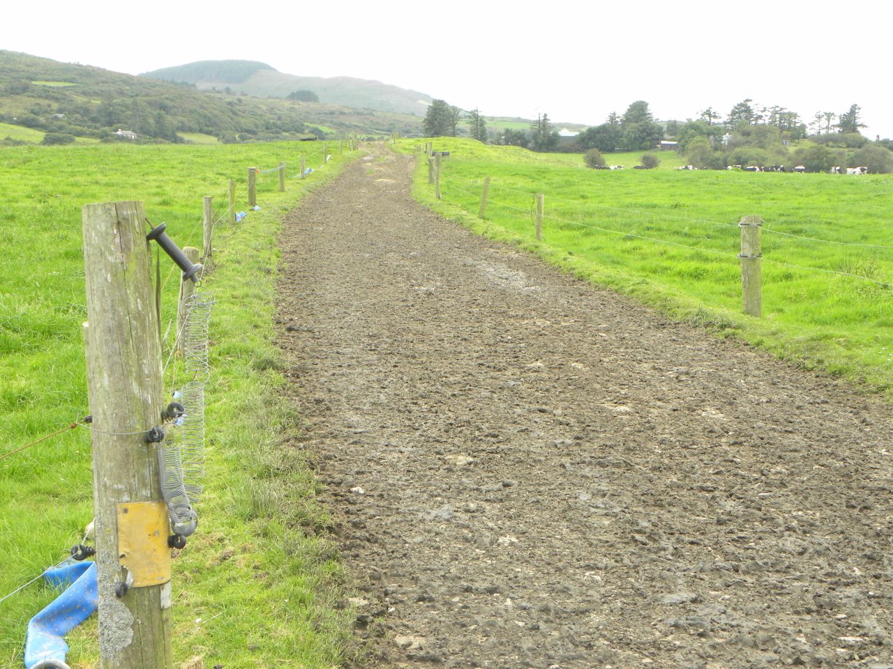 How far can dairy cows walk?