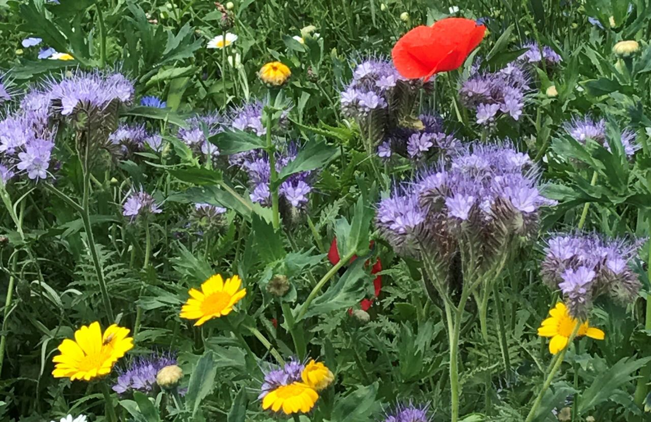 Trinity to use awarded grant to produce documentaries on plant diversity