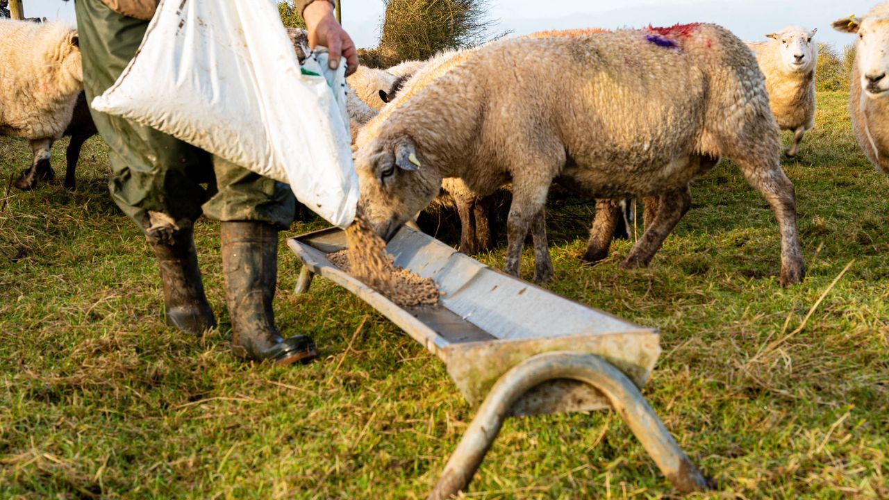 Rural Independents: Minister dithering on sheep farmer supports