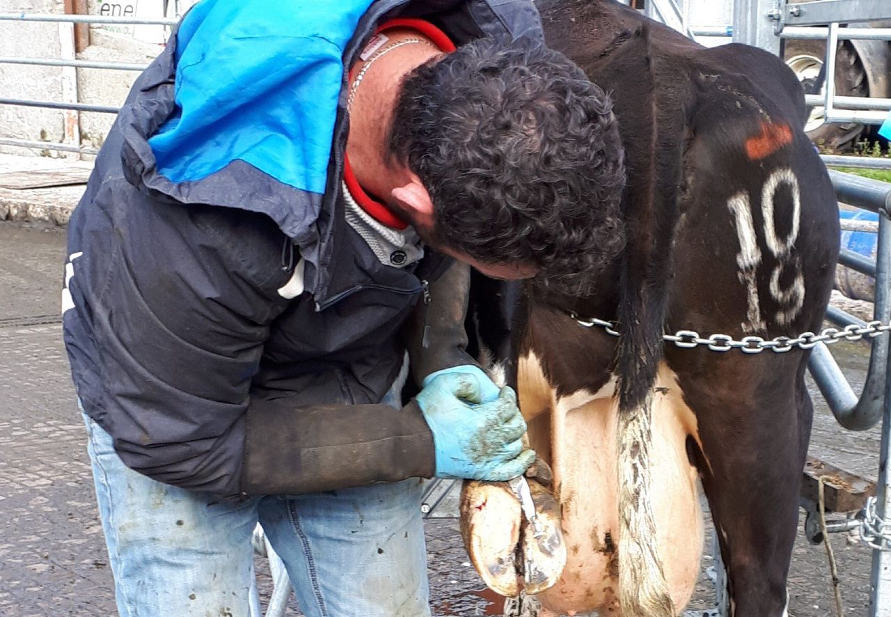 Getting professionally trained and setting up a hoof-trimming business in Co. Carlow