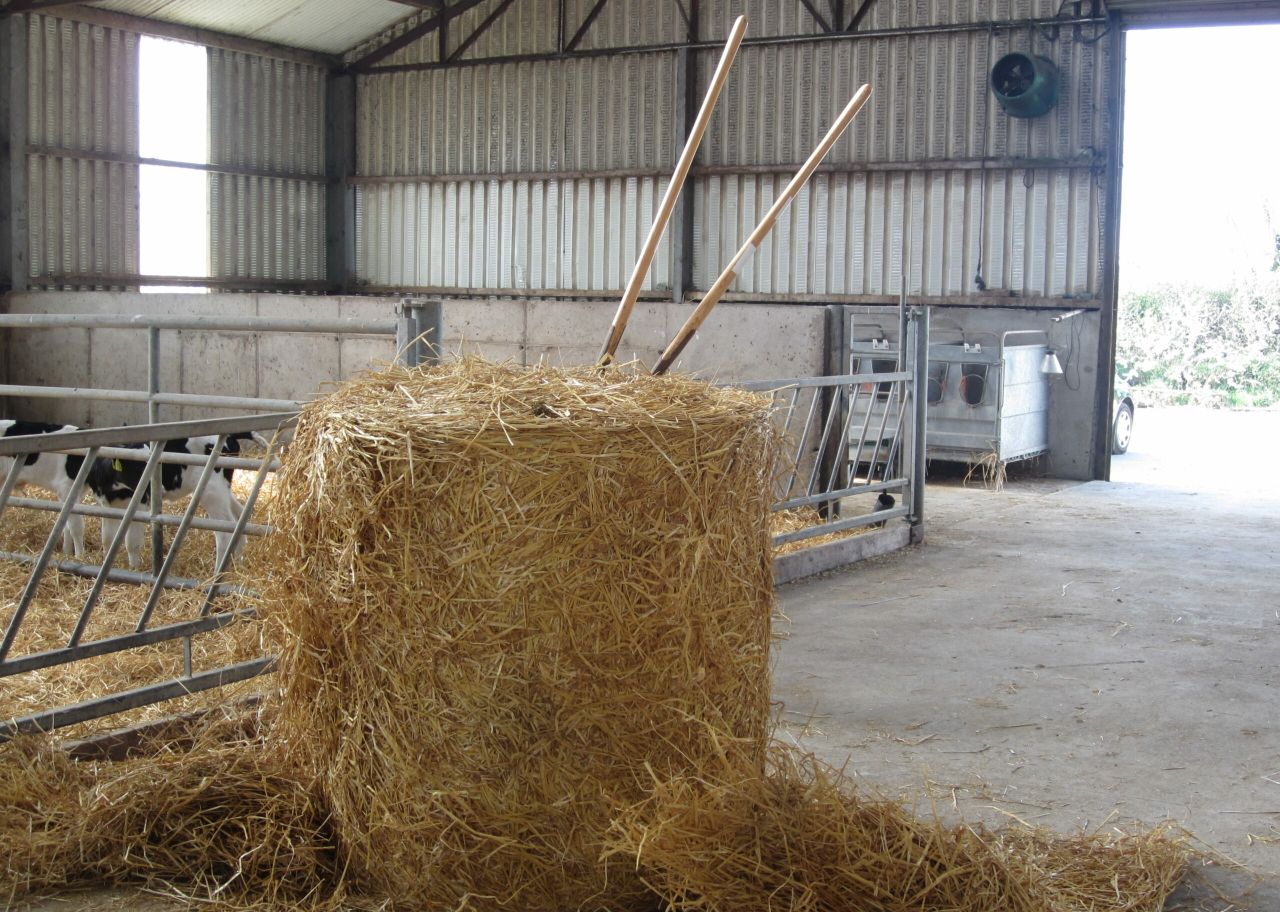 Straw prices on the rise as the calving season gets underway
