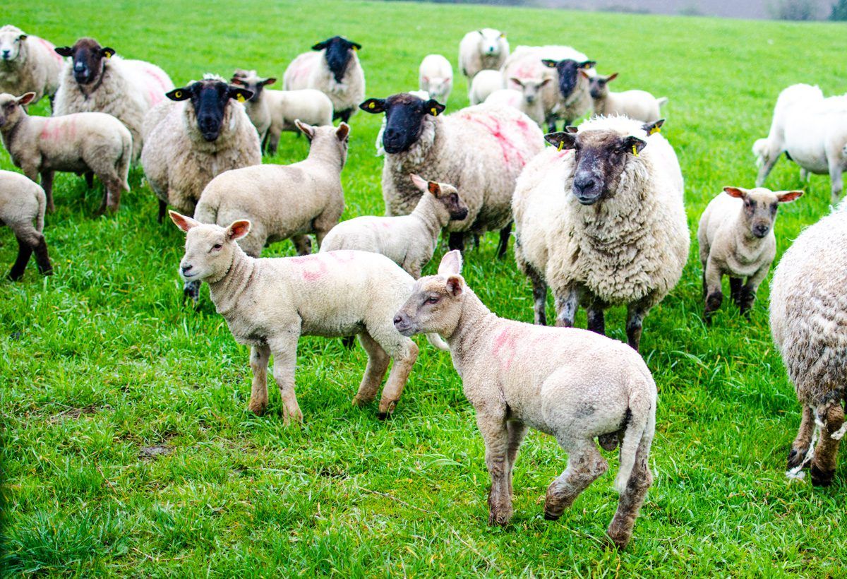 International researchers seek farmer views on rearing triplet lambs