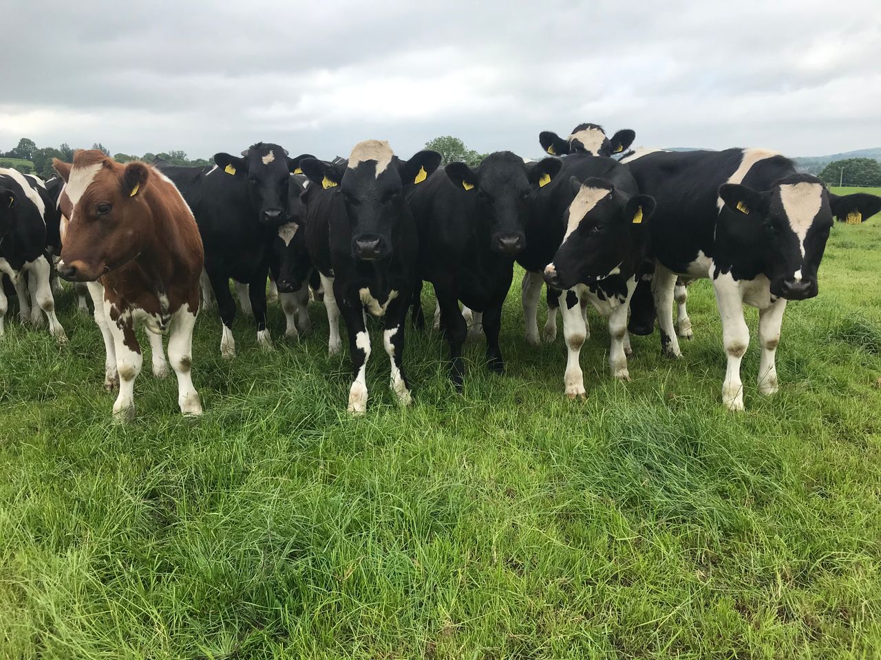 Building soil fertility and starting a reseeding programme in Co. Limerick