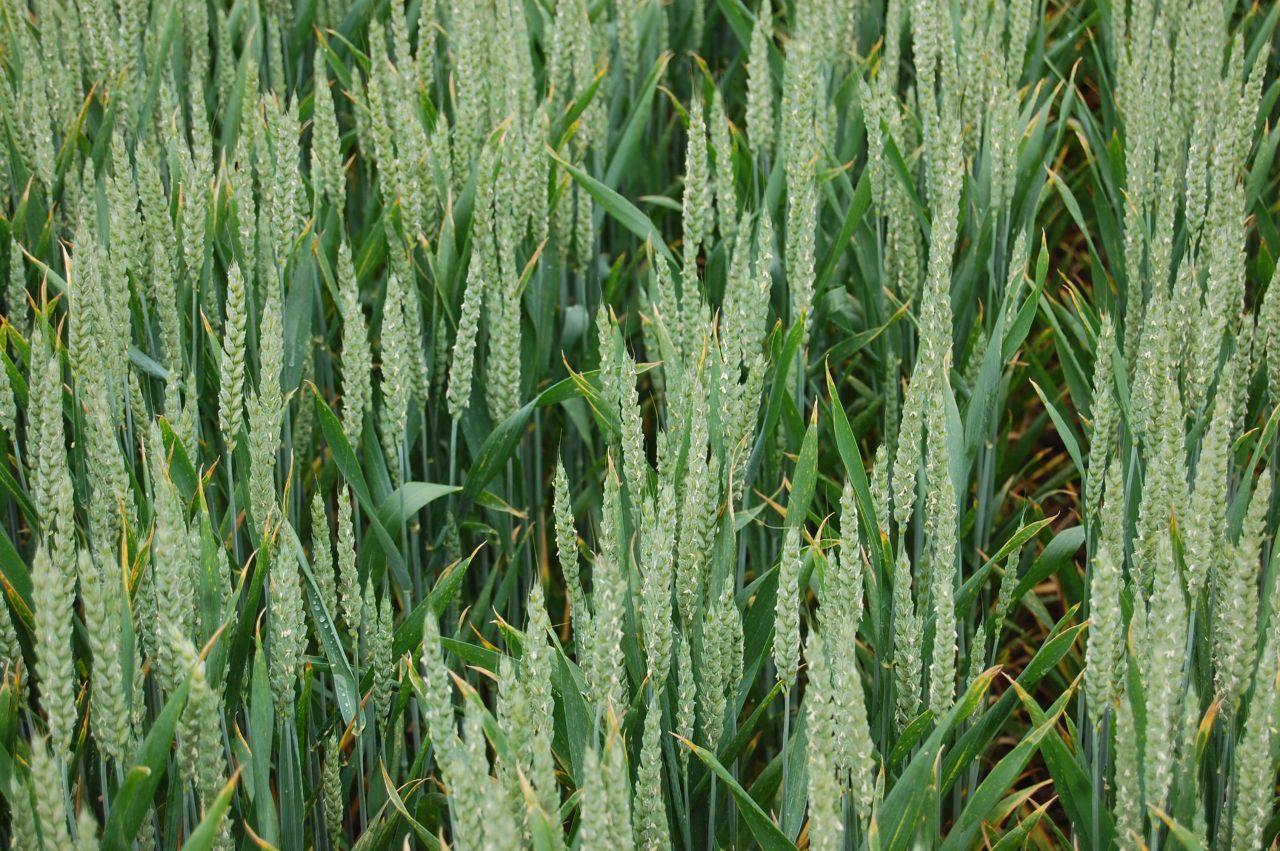June rains boosted potential of UK winter wheat crops - AHDB officer