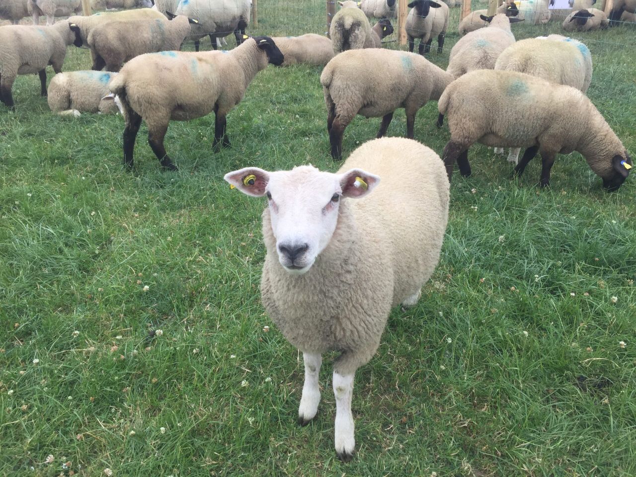Spring lamb market remains relatively stable