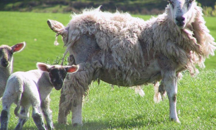 Sheep scab meeting to explore interest in NI eradication scheme