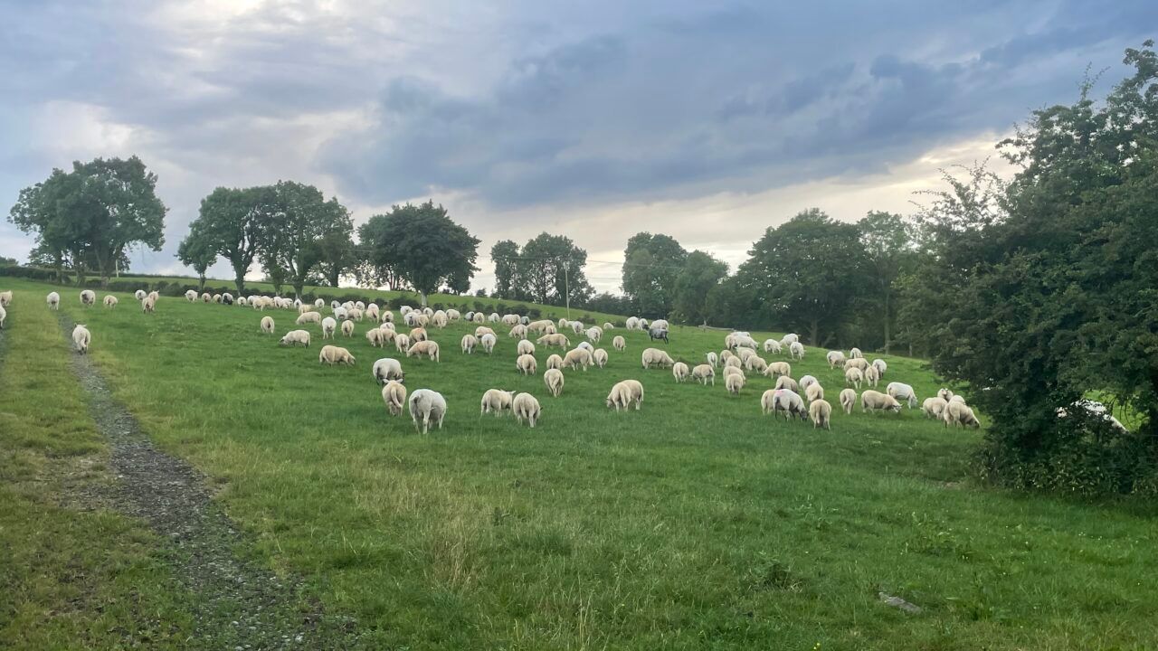 Sheep kill: Weekly supply falls after pre-Eid peak in numbers