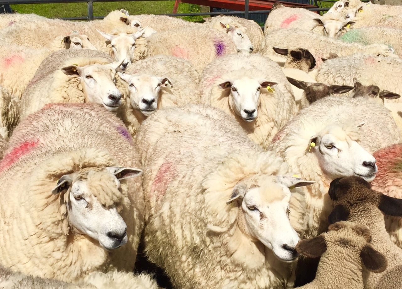 20,000 sheep farmers to benefit from 85% advance sheep welfare payments