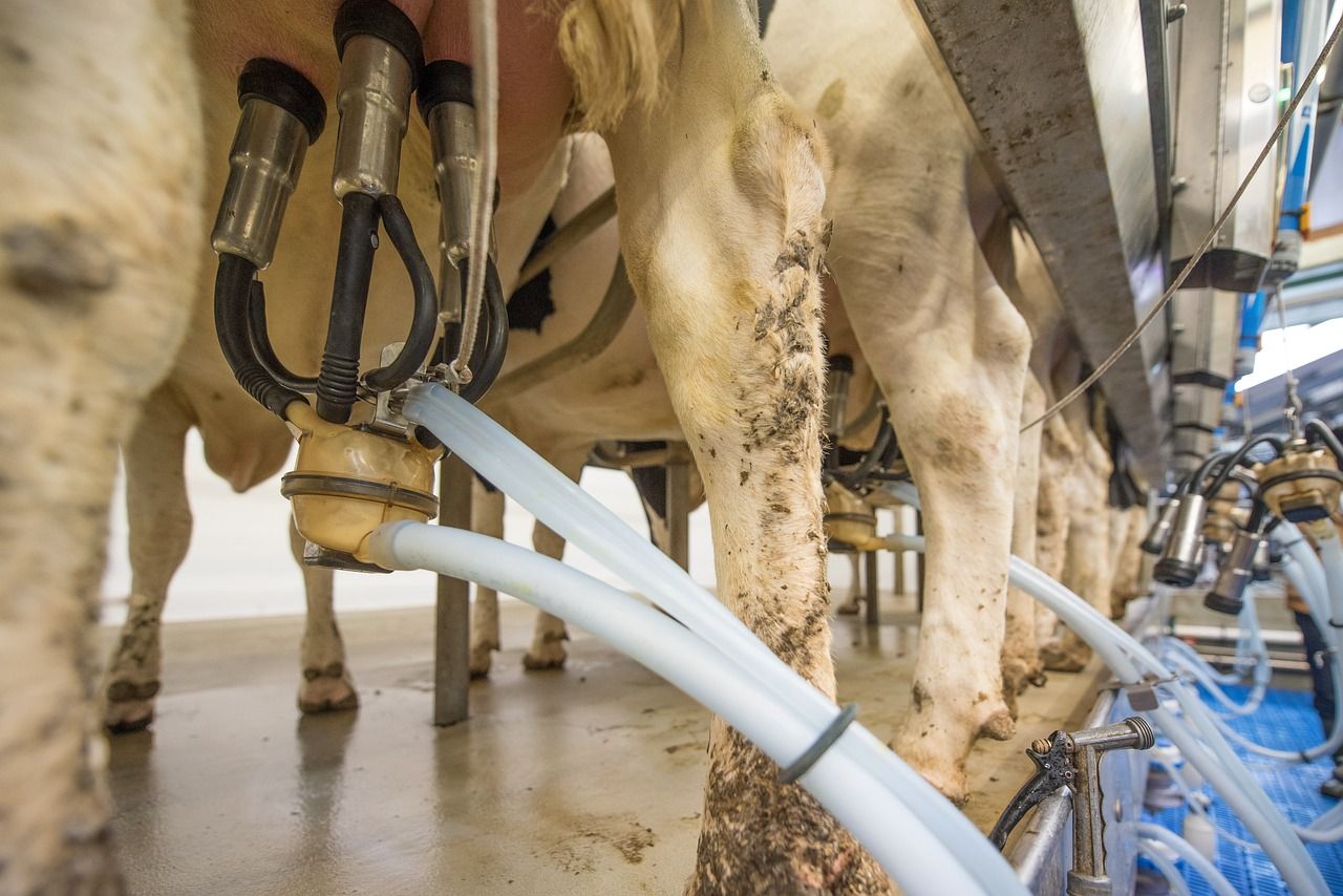 Raw milk prices in EU hit new low in July