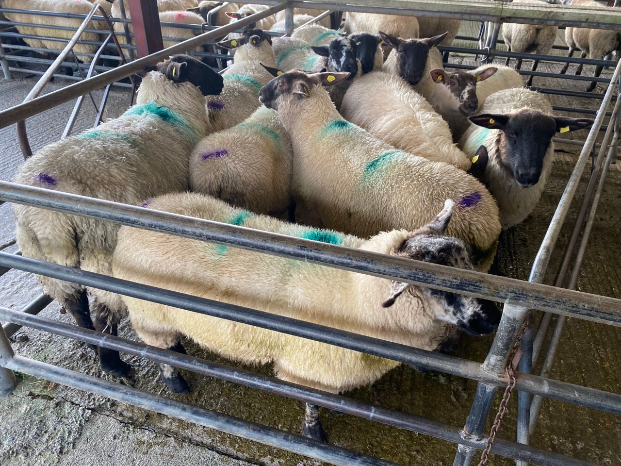 Sheep trade: Base prices for lambs 70c/kg behind this time last year