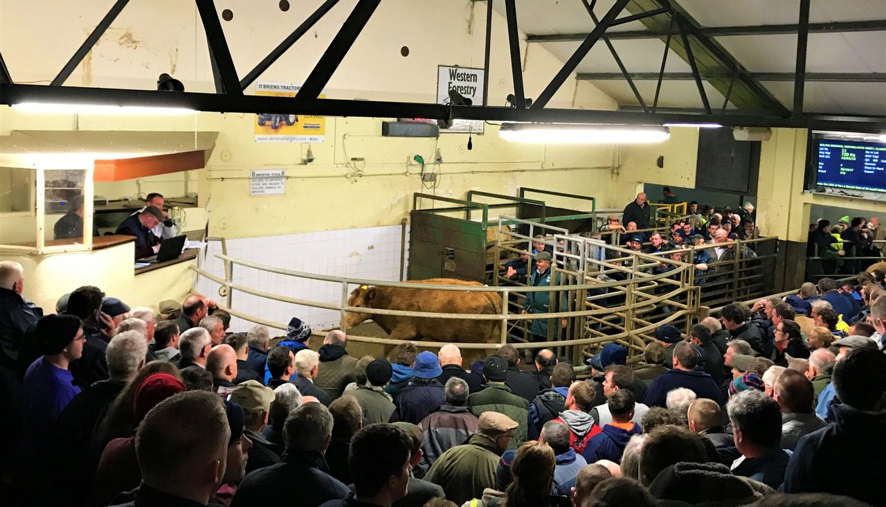 Record-breaking heifer price recorded at Balla Mart weanling show and sale