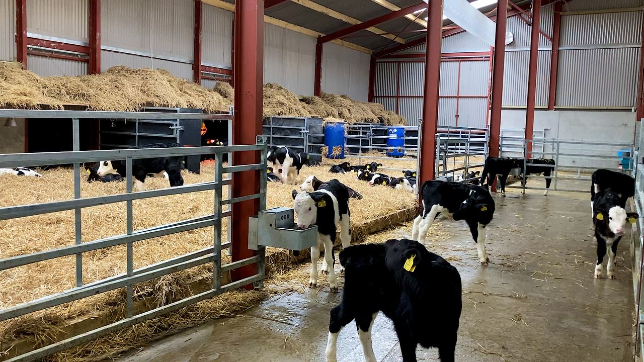 Dairy calf registrations surpass 980,000 head