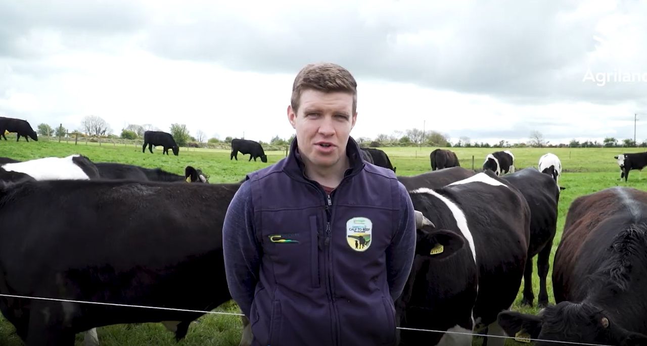Watch: Virtual farm walk on Green Acres calf-to-beef farm goes live tomorrow
