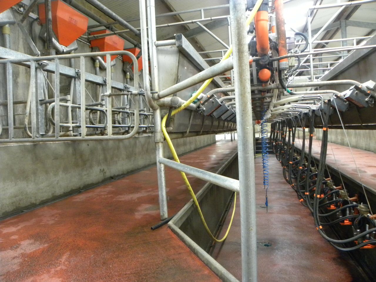 UK processor cuts December milk price to 24p/L